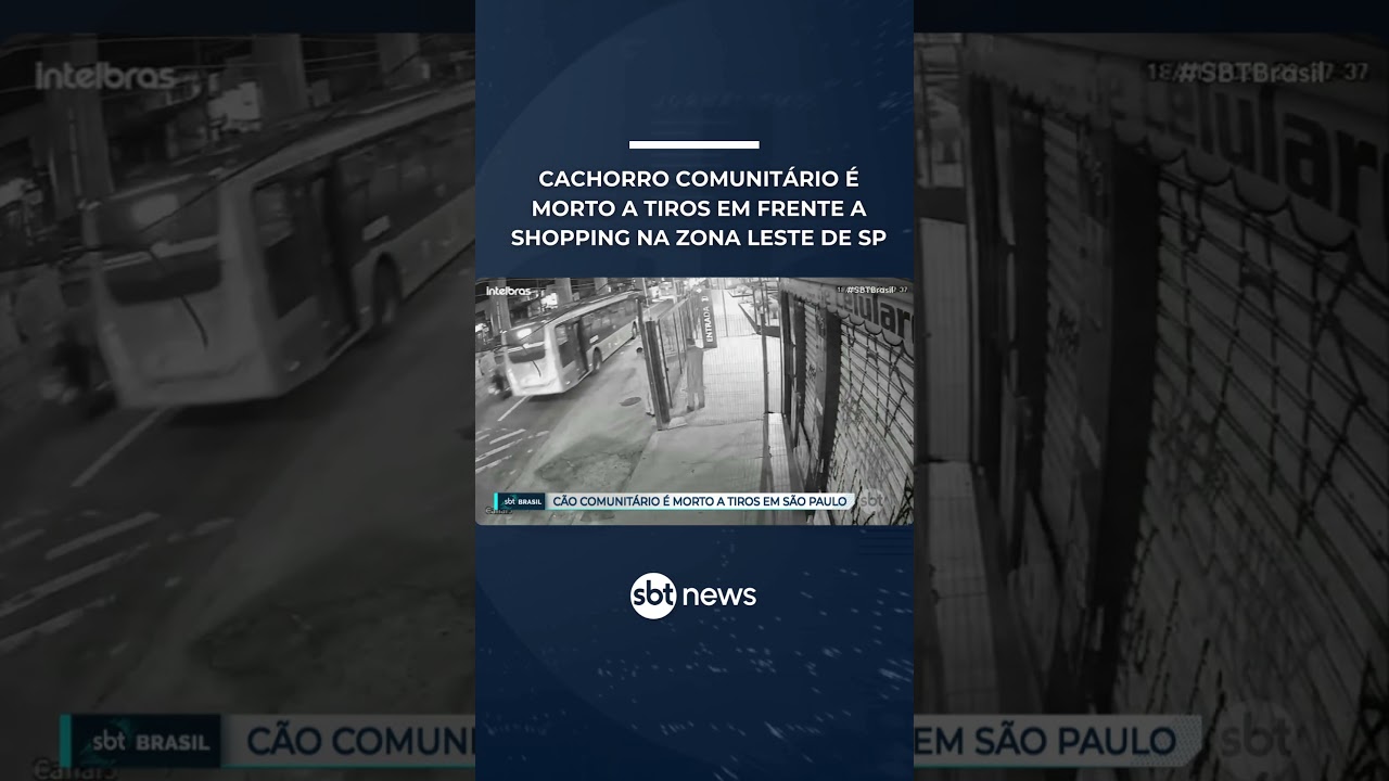 Cachorro comunitário é morto a tiros em frente a shopping na zona leste de SP
