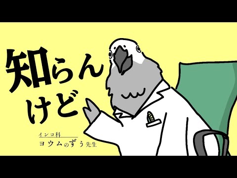 喋る鳥さんに相談や質問してみたら予想以上に癒された♡