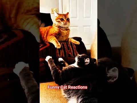 Kung Fu Cats😹 #cats #cat #catvideos #catshorts #catlovers #catvideo #catlife