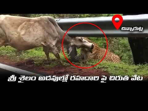 Leopard preys cow reportedly in Srisailam, disturbing visuals