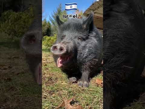 Iran vs israel#iran #israel A#america #pakistan