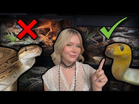 Don't get a Ball Python, Get a Woma Python instead!