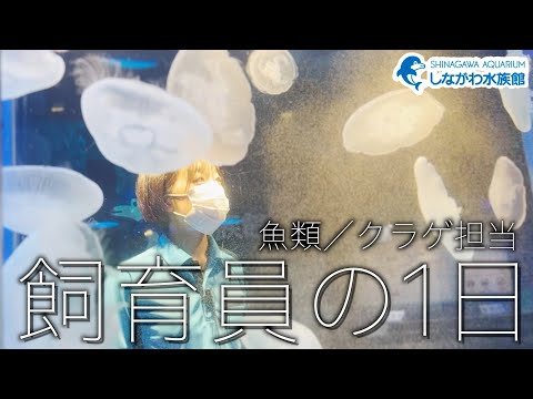 魚類チームの1日~クラゲ担当編~@しながわ水族館