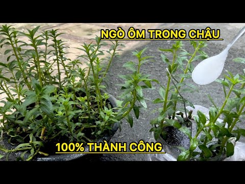 Mẹo Nhỏ Xíu Này Trồng Ngò Ôm Trong Chậu 100% Thành Công , không Bao Giờ Là Khó