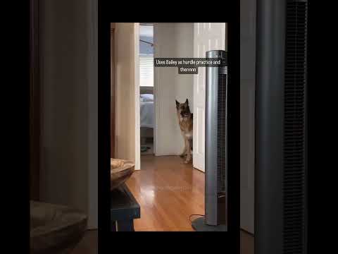 funnydogs#cute#doglover#doglife#cure#dogshorts#pet#doglife#dogshorts