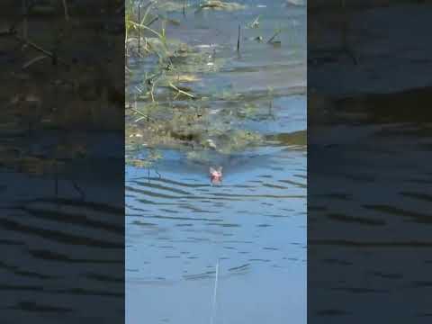 BALAPAN SAMA UMPAN #casting #giantsnakehead #gabus #shorts