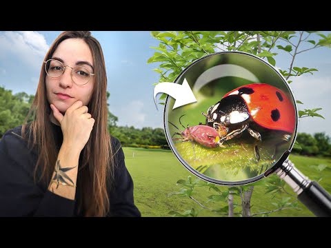 4 minutes pour comprendre LA COCCINELLE À 7 POINTS