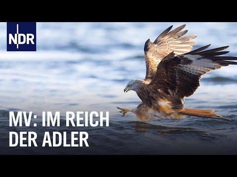 Seeadler in der Feldberger Seenlandschaft | Hanseblick kompakt | NDR Doku