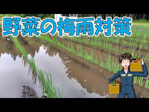 【梅雨対策】野菜の耐水性＆耐湿性、冠水後の対処について。