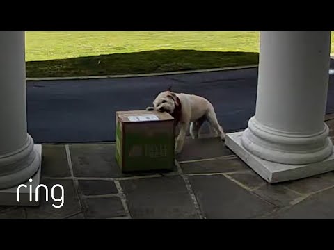 They Bought a Ring Just to Monitor Their Food Delivery Because of Their Naughty Dog! | RingTV