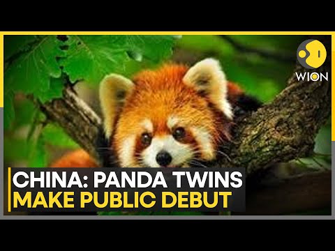 Panda Twins Make Public Debut In China's Yunnan | World News | WION