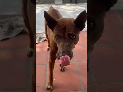 Bé Vện bách phát bách trúng #pets #dog #relaxing #shorts #happy #funny #myfriend #skills