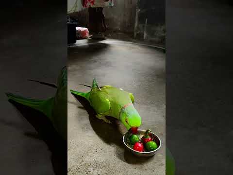 mummy papa talking parrot 🦜 mithu #talkingparot #petbird #funny #nonstoptalkingparrot #viralshort