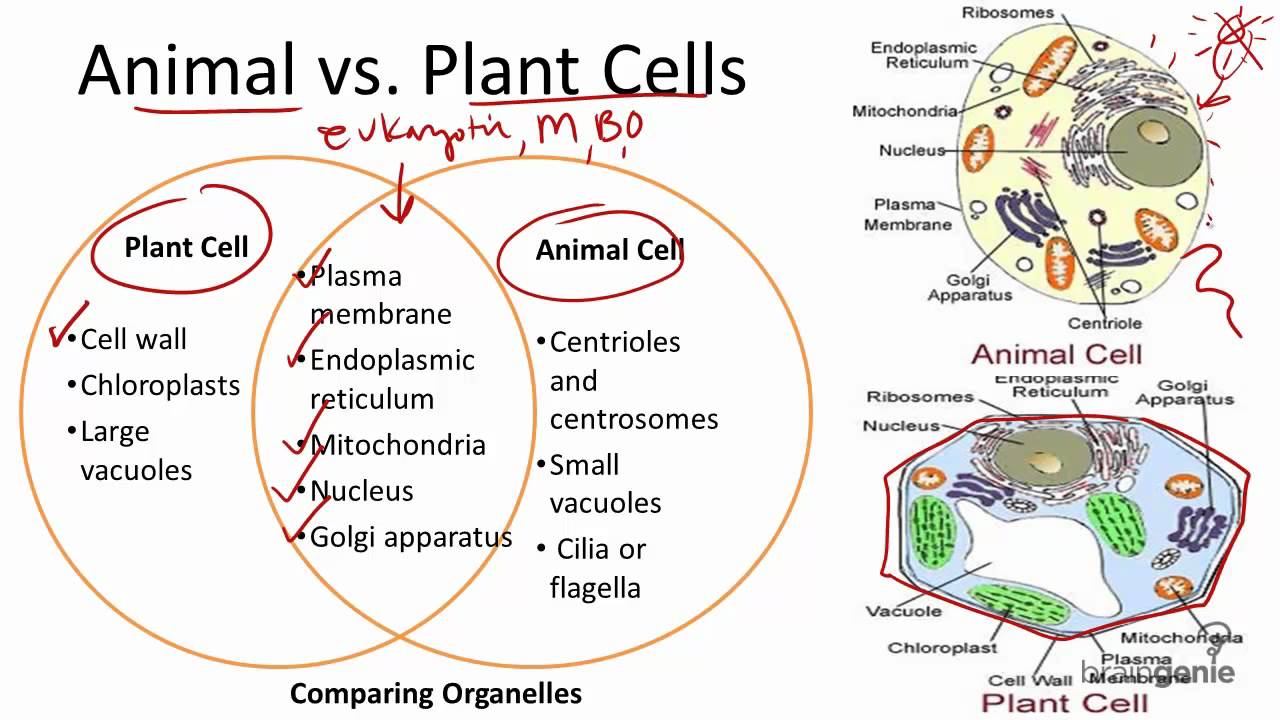 Great Animal Vs Plant Cell Venn Diagram in 2023 Learn more here ...