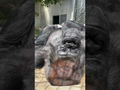 ニシゴリラ♂タロウ×うとうと… #japanmonkeycentre #zoo #ニシゴリラ #gorilla #westerngorilla #日本モンキーセンター #動物園