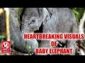 Touching scene of baby elephant trying to wake dead mother