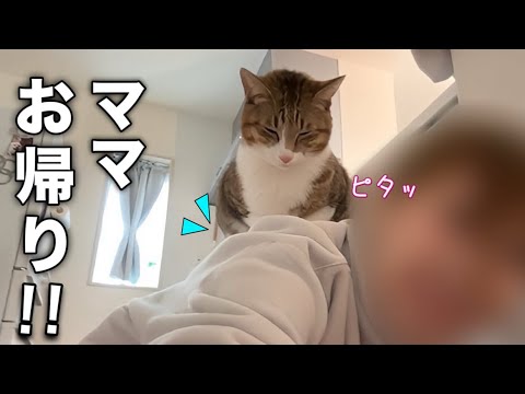 ママが帰ってくると片時も離れないべったりな甘えん坊猫