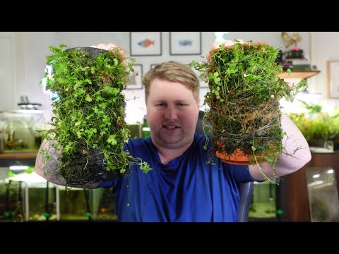 What to do with Aquarium Plant Cuttings & Spares?  Hi Everyone,

Hope you enjoy the video.

If you are interested in picking up a Vertplanter for yours