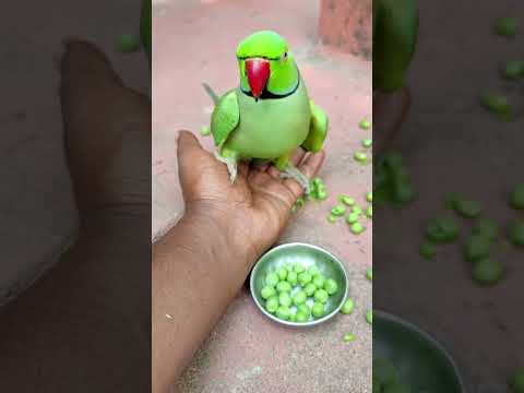 beautiful ❤️ cute parrot 🦜🦜🦜#petbird #talkingparot #parrot #nonstoptalkingparrot #shortvideo #reels