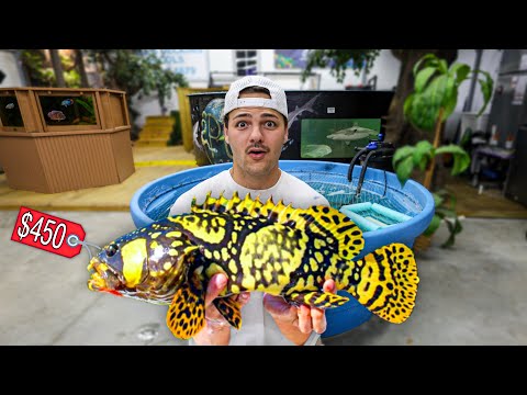 I got BUMBLE BEE GROUPERS for My POND!! In today’s video we got bumblebee grouper for my pond, these fish grow over 50 pounds! I’m excit