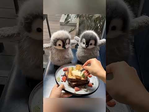 World first peaceful animal🤩😘 #fypシ #shortvideo #viralvideo #animals #cuteanimals #trending #panguin