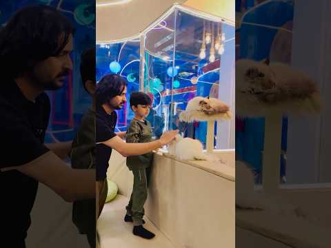 Aitni saari cats 🐈‍⬛ #funny #trending #comedy #youtubeshorts #shorts