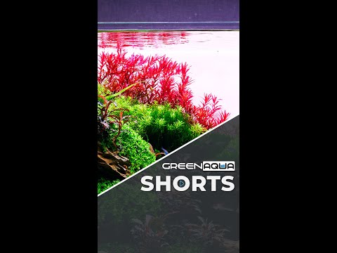 They have a point, though...🙂‍↕️ #greenaqua #aquascaping #aquascape #plantedtank #amazingnature #shortsvideo #fish #shortvideo #plant