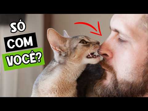 10 Coisas que os gatos fazem APENAS para seus humanos FAVORITOS! ❤️