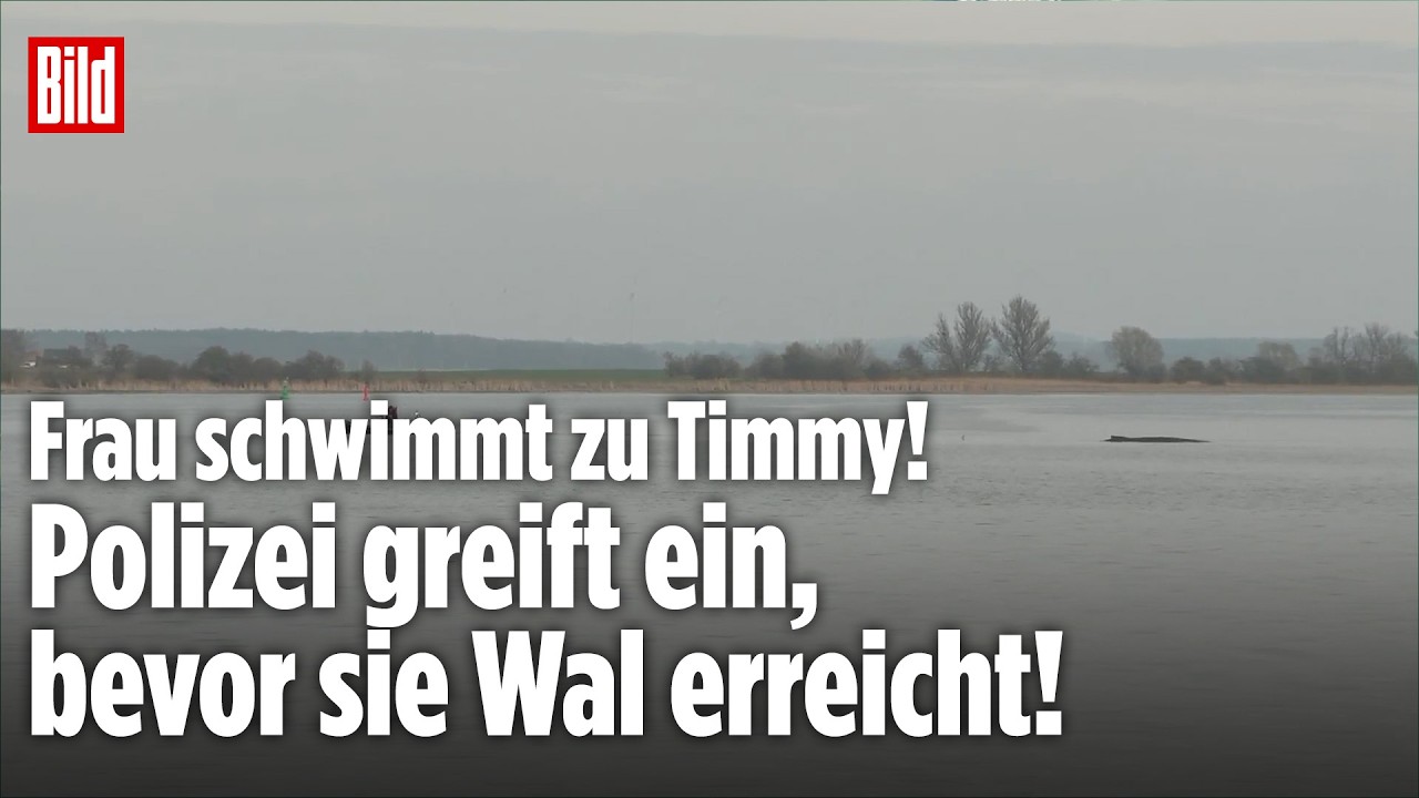EINSATZ VOR POEL: Frau ignoriert Sperrzone auf ihrem Weg zu Wal Timmy – Polizei greift ein