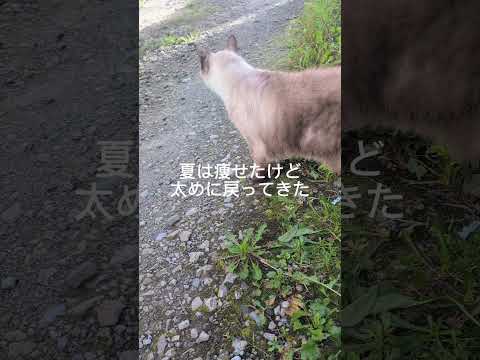 シャム猫のかわいくて面白い瞬間｜癒しと笑顔を動画で サムネイル