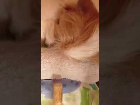 Cucciolata di Jack Russell