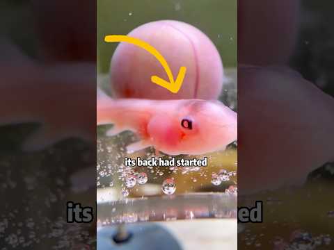 🦈⚡ CRACKED EGG SURVIVOR?🙏❤️ Miracle SHARK BABY FIGHT! 💥👶 #animals #rescue #egg #shark #shorts サムネイル