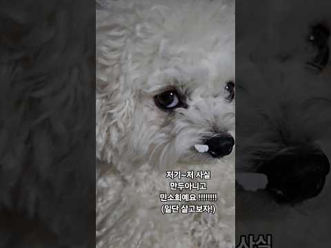 #미니비숑#강아지 어제밤에도 파격적인 모습으로 퇴근하는 날 반겨주는 민소희씨 ?!! ㅎㅎ코옆에 뭘 무치고 온거지? ㅋ