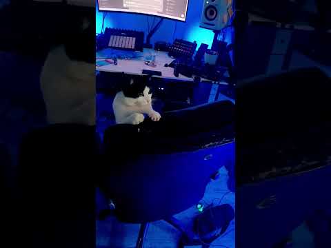 ur gotta be quick to beat your old man son #catdad #cat #2025 #lovecats