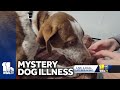 Mysterious dog illness reported in several states