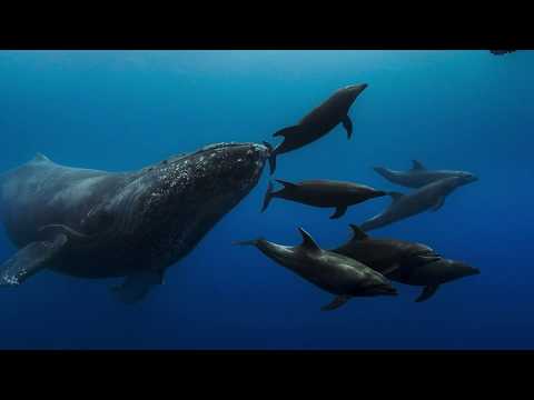 Dolphin Reef'