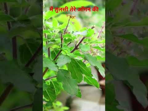 तुलसी विवाह की ढेरों बधाइयां मेरी तरफ से तुम अच्छा कर राखी है##gardeningbyrc