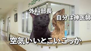 【猫ミーム】やばい医師が田舎の分院に飛ばされた話　#猫ミーム #vtuber  #医師解説