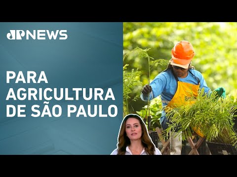 Recuperação de vegetação nativa gera lucro de R$ 42 bilhões; Patrícia Costa analisa