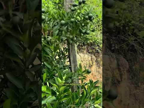 pohon jeruk  berbuah lebat #shorts #budidayatanaman #farming #garden #fruit #orange  #jeruk #fypシ