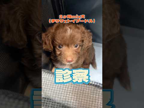 ずっと吐きたそうにしている2ヶ月のmix犬が動物病院にやってきた！