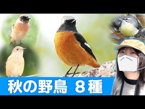 ジョウビタキ登場！秋は鳥がいっぱい♪【野鳥撮影vlog】