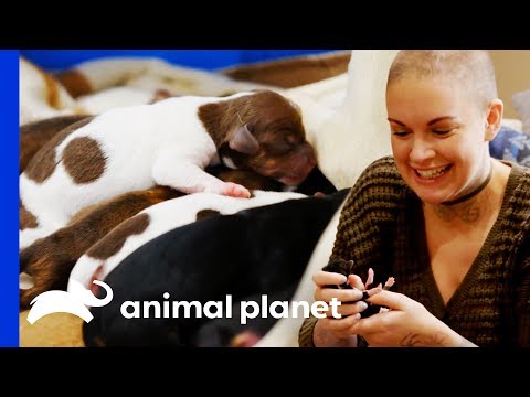 Eggo The Chihuahua Gives Birth To 8 Beautiful Puppies! | Amanda To The Rescue