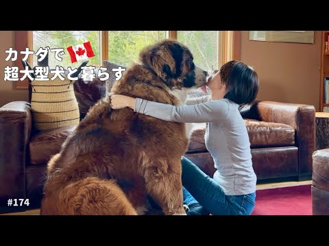 日本へ行くので動画は暫くお休みします！／超大型犬 3頭とカナダで田舎暮らし