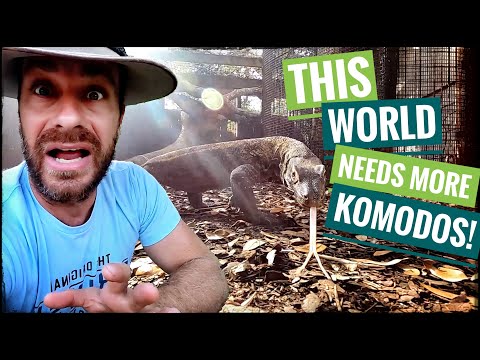 This Komodo Dragon is Laying Eggs!
