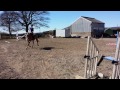 Video Blog #6 - Hereford