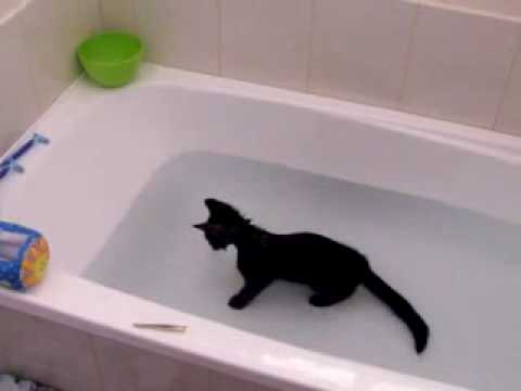 Crazy cat, loves water