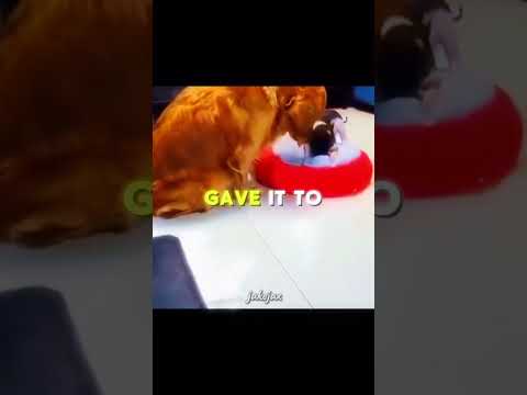 Dog Shares Food With His Friend Pig 🐶🐷 #shorts