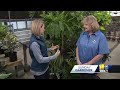 The types of plants that can freshen up the air in your house(WBAL) - 02:21 min - News - Video