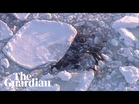 Pod of orcas trapped in drift ice off Japanese coast